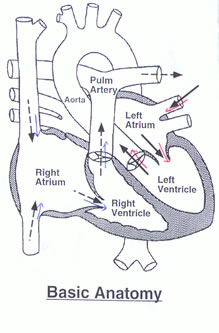 Blood flow